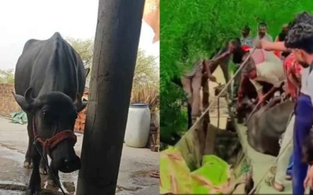 राजगढ़ का 'अनोखा' मामला: रात में खूंटी से छूटी भैंस, सुबह छत पर खड़ी मिली; जेसीबी से उतारा गया नीचे