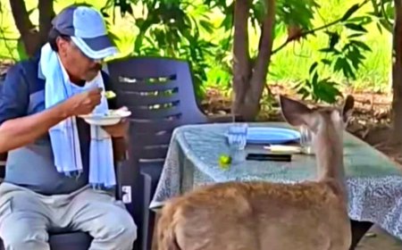 Satpura Tiger Reserve News: सांभर हिरण को पोहा खिलाना पड़ा महंगा; प्रभारी सहायक संचालक विनोद वर्मा निलंबित