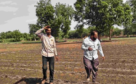 Burhanpur Agriculture News: कम बारिश से बुरहानपुर के किसान परेशान; कृषि वैज्ञानिकों ने दी कम पानी वाली फसलें उगाने की सलाह