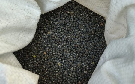 Urad Farming Guide: कम बारिश में भी होगी बंपर कमाई; शहडोल के किसान ऐसे करें उड़द की खेती