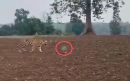 Tiger Attack in Noradehi: नौरादेही टाइगर रिजर्व में बाघ का हमला; वीडियो वायरल होने के बाद जांच में जुटी वन विभाग और STSF की टीम