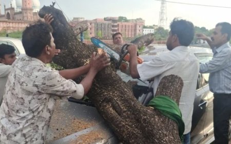 भोपाल: मोतिया तालाब के पास सड़क किनारे खड़ी कार पर गिरा विशाल पेड़, टला बड़ा हादसा