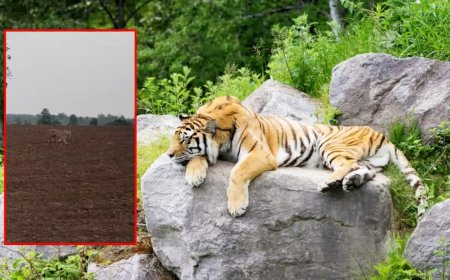 Tiger Reserve Incident: नौरादेही टाइगर रिजर्व में बाघ पर गोली चलाने का वायरल वीडियो; जांच में जुटी वन विभाग की टीम
