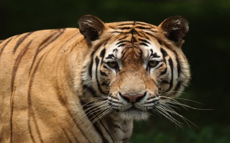 Tiger Attack in Sagar: नौरादेही टाइगर रिजर्व में युवक पर बाघ का हमला; खेत जाते समय हुआ घायल, अस्पताल रेफर