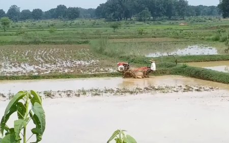 Bhataphool Rice: विलुप्ति की कगार पर है धान की खास किस्म 'भाटाफूल', जानें शहडोल के किसानों ने कैसे बचा रखा है इसका अस्तित्व