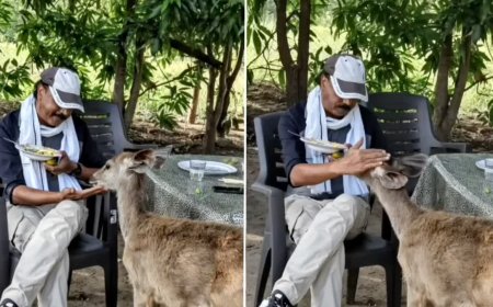 Wildlife Controversy: जंगली जानवर को 'पालतू' बनाने का प्रयास? सतपुड़ा टाइगर रिजर्व के अधिकारी पर उठ रहे सवाल