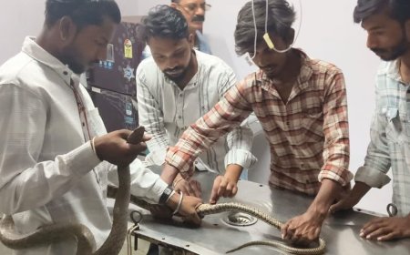 Narmadapuram News: तार की फेंसिंग में फंसा 11 फीट लंबा सांप, पशु चिकित्सालय में डॉक्टरों ने किया सफल ऑपरेशन