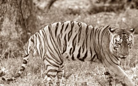Tiger Yuvraj Rescue: खिवनी में दो बाघों के बीच वर्चस्व की जंग; 10 साल के दबदबे के बाद टाइगर युवराज सुरक्षित भोपाल शिफ्ट