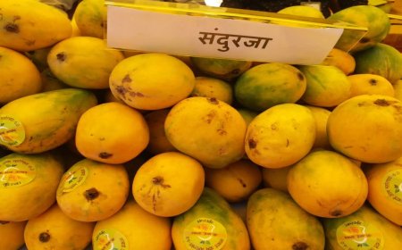 Rewa Sundarza Mango Export: रीवा का 'जीआई टैग' सुंदरजा आम पहुँचा यूएई; विदेशी बाजार मिलने से किसानों की बढ़ी आय