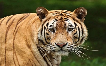 Kanha Tiger Reserve News: कान्हा में बाघों की मौत पर हाईकोर्ट सख्त; केंद्र और राज्य सरकार को दिए रोकथाम के निर्देश