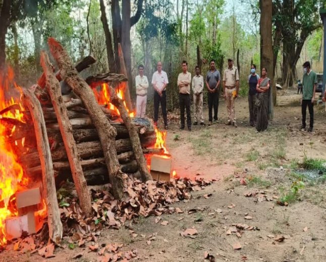 Tiger Death in Kanha: कान्हा में 19 दिनों तक चला इलाज, फिर भी नहीं बची बाघ की जान; विसरा जांच से होगा मौत का खुलासा