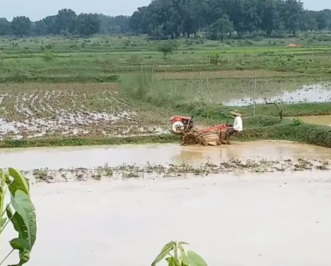 Bhataphool Rice: विलुप्ति की कगार पर है धान की खास किस्म 'भाटाफूल', जानें शहडोल के किसानों ने कैसे बचा रखा है इसका अस्तित्व