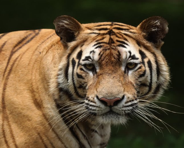 Tiger Attack in Sagar: नौरादेही टाइगर रिजर्व में युवक पर बाघ का हमला; खेत जाते समय हुआ घायल, अस्पताल रेफर