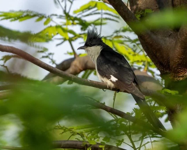Chhindwara News: छिंदवाड़ा में पहली बार दिखा 'मानसून का डाकिया' जैकोबिन कुकू; जानिए क्यों खास है यह दुर्लभ पक्षी