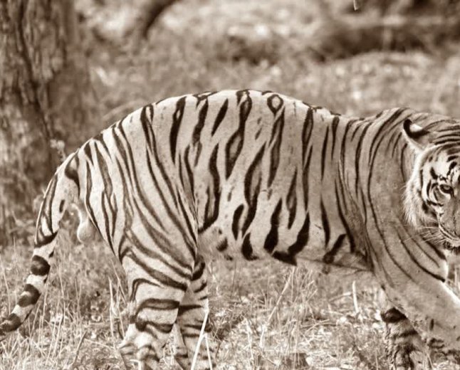Tiger Yuvraj Rescue: खिवनी में दो बाघों के बीच वर्चस्व की जंग; 10 साल के दबदबे के बाद टाइगर युवराज सुरक्षित भोपाल शिफ्ट
