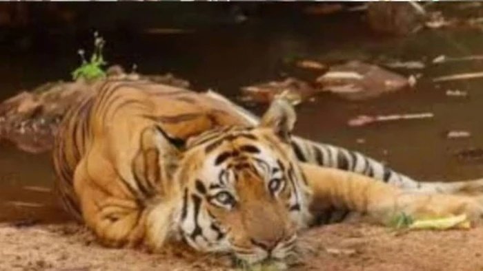 कान्हा टाइगर रिजर्व में सीडीवी वायरस का खतरा? कोर्ट ने मांगा सभी टाइगर रिजर्व का वैक्सीनेशन डेटा