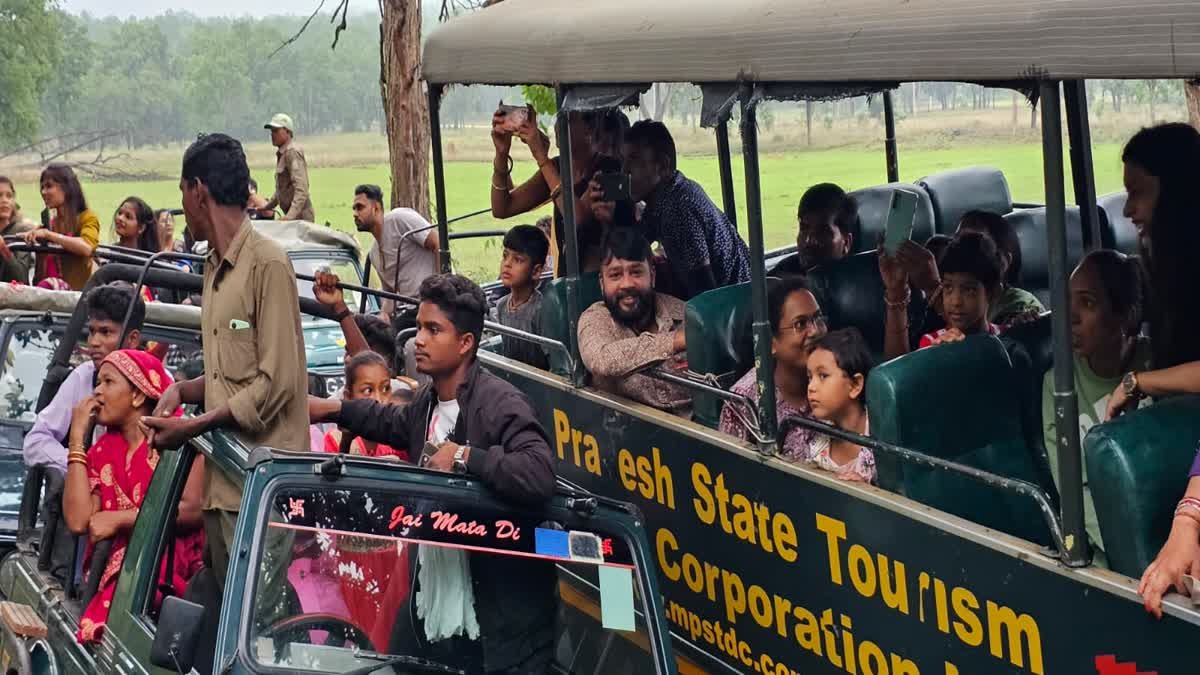 सैलानियों की पहली पसंद बना कान्हा; 2025-26 में पर्यटकों की संख्या में हुआ भारी इजाफा