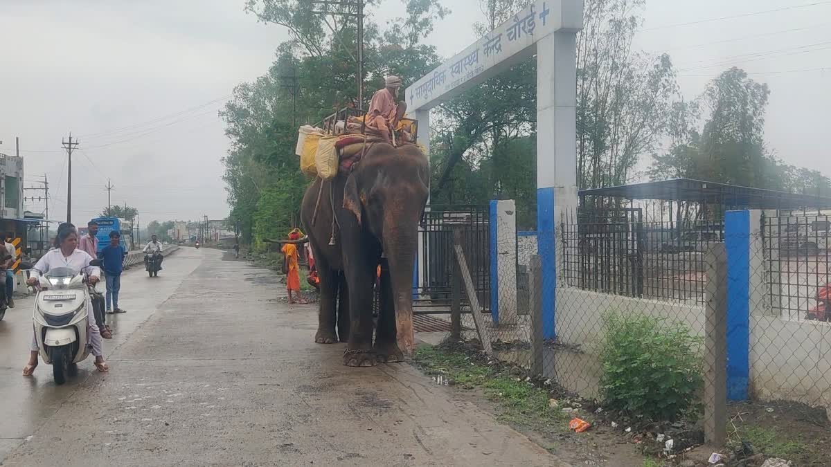 शराब के नशे में हाथी से पंगा लेना युवकों को पड़ा महंगा; अस्पताल में जारी है इलाज