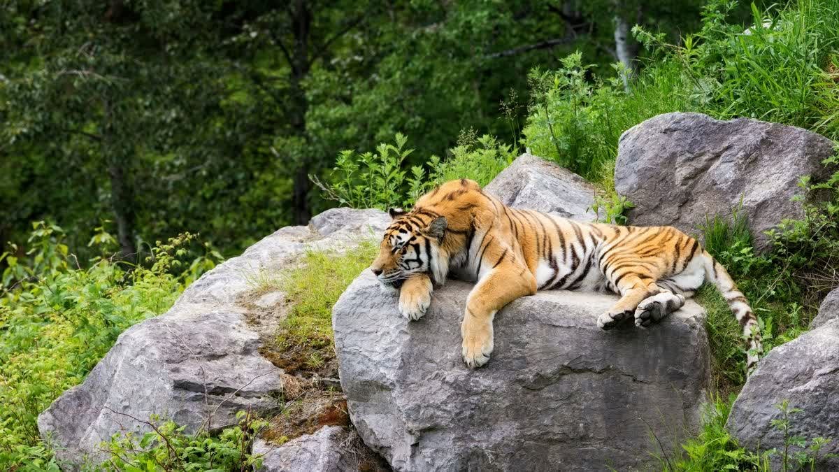 क्या मध्य प्रदेश के जंगलों में सुरक्षित नहीं हैं बाघ? सिवनी में एक और बाघ की संदिग्ध मौत