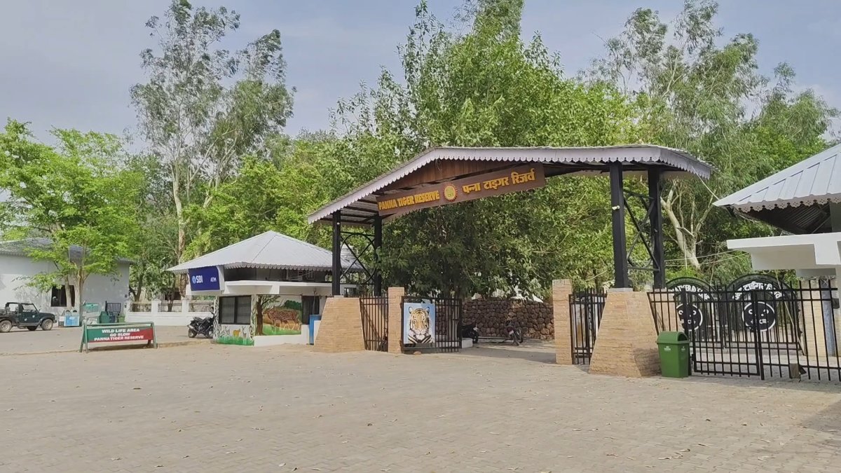 पर्यटकों की पहली पसंद बना पन्ना टाइगर रिजर्व; 100 से अधिक बाघों के दीदार को उमड़े देशी-विदेशी सैलानी