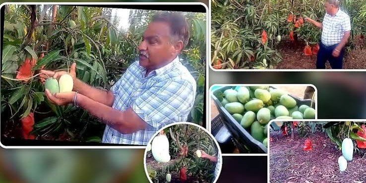 बंजर जमीन बनी सोना! 'अल्ट्रा हाई डेंसिटी' और 'बैगिंग' तकनीक से उगाए विश्वप्रसिद्ध केसर आम