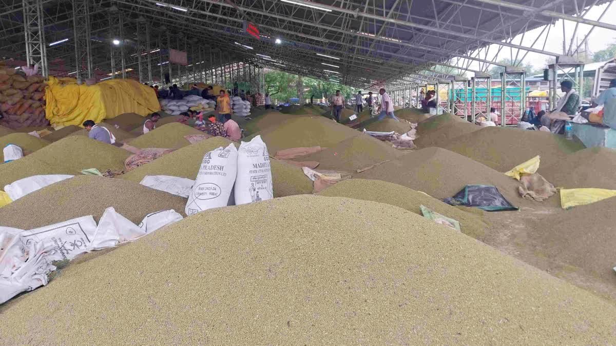 समर्थन मूल्य से बहुत कम दाम पर बिक रही मूंग; 25% खरीदी की सीमा से किसान परेशान