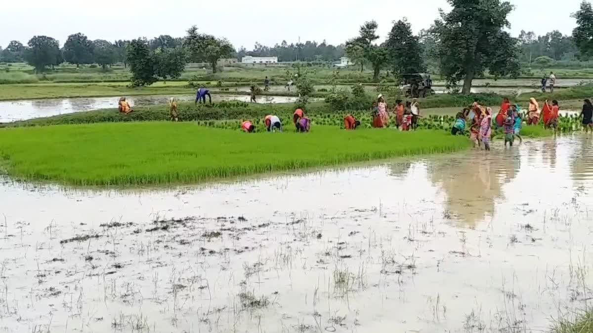 सीधी जिले के किसानों के लिए कृषि विभाग की सलाह, खरीफ फसलों में जल निकासी और प्रबंधन पर जोर