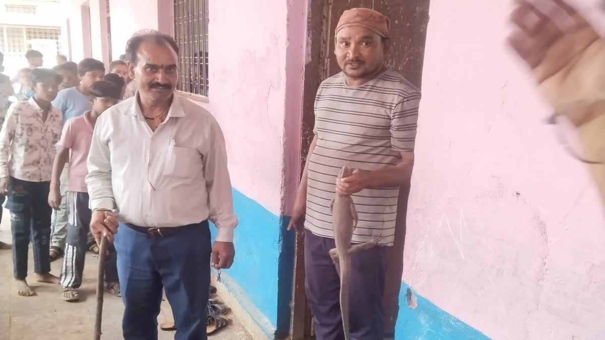 सरकारी स्कूल की क्लास में अचानक निकला गोह, बच्चों और शिक्षकों में मची अफरा-तफरी; जर्जर भवन की खुली पोल