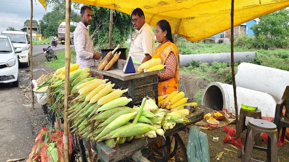 4 लाख हेक्टेयर में मक्का और विदेश तक सप्लाई! छिंदवाड़ा में ₹40 का भुट्टा बना रहा लखपति