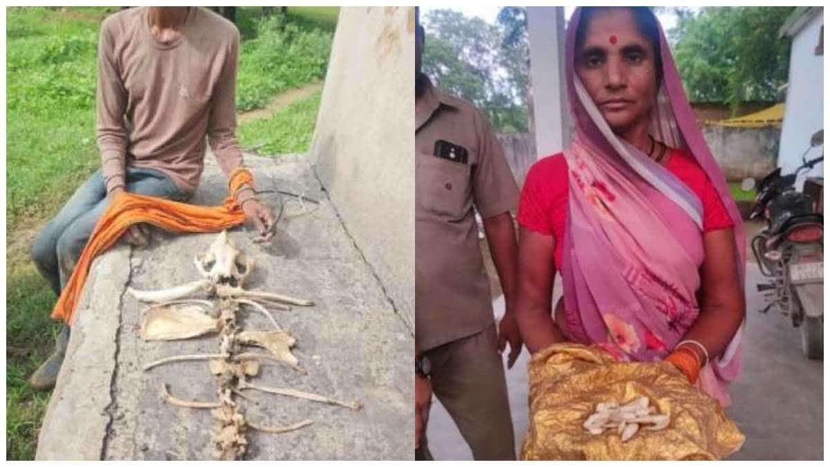 मैहर में वन्यजीवों के शिकार और तस्करी का पर्दाफाश, 4 तस्कर गिरफ्तार; नाखून, दांत और हड्डियां बरामद