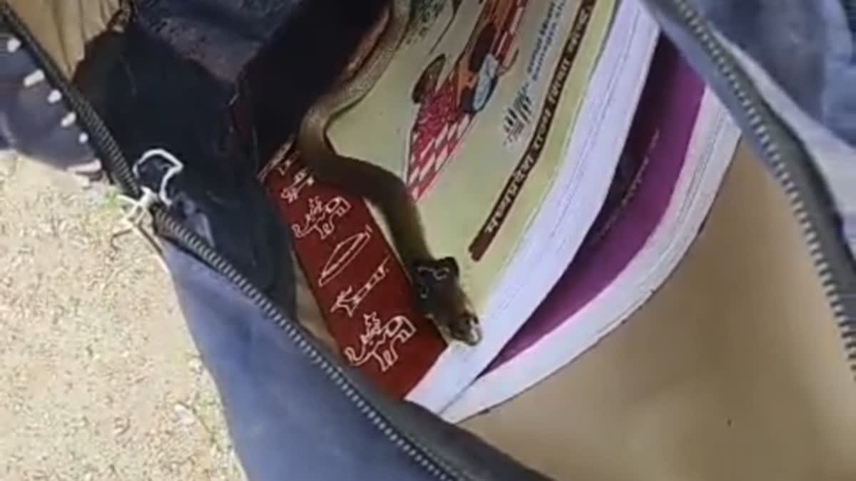 सागर में स्कूल बैग खोलते ही फुफकारी नागिन; पहली क्लास के बच्चे के उड़े होश, शिक्षकों ने बोतल में भरा