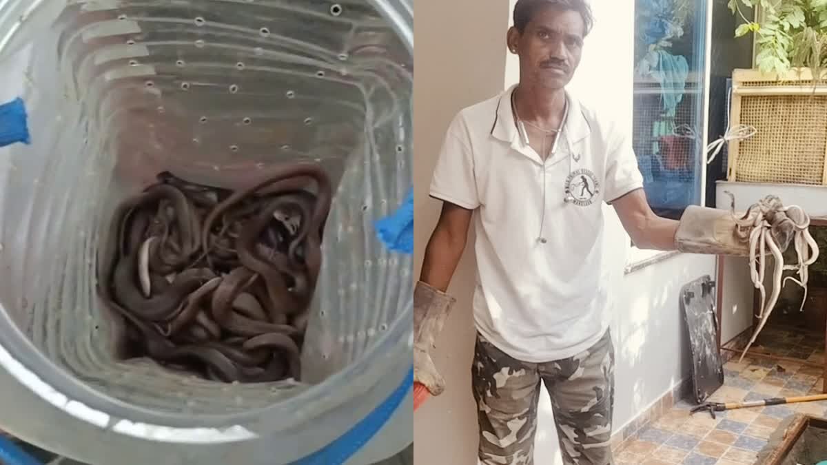 मंदसौर में एक कुएं से निकले 20 कोबरा के बच्चे; पानी का टैंकर मंगाकर किया गया सफल रेस्क्यू