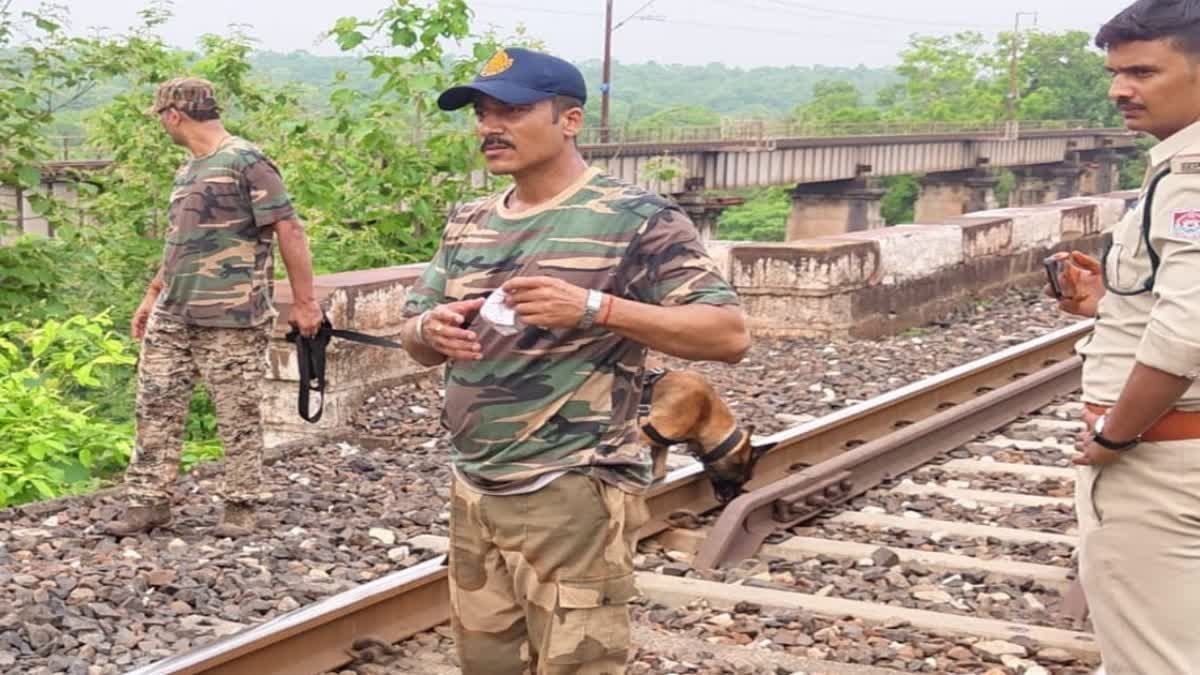 पन्ना के घने जंगलों में बाघ और तेंदुए की मौत, NTCA प्रोटोकॉल के तहत पोस्टमार्टम और जांच शुरू