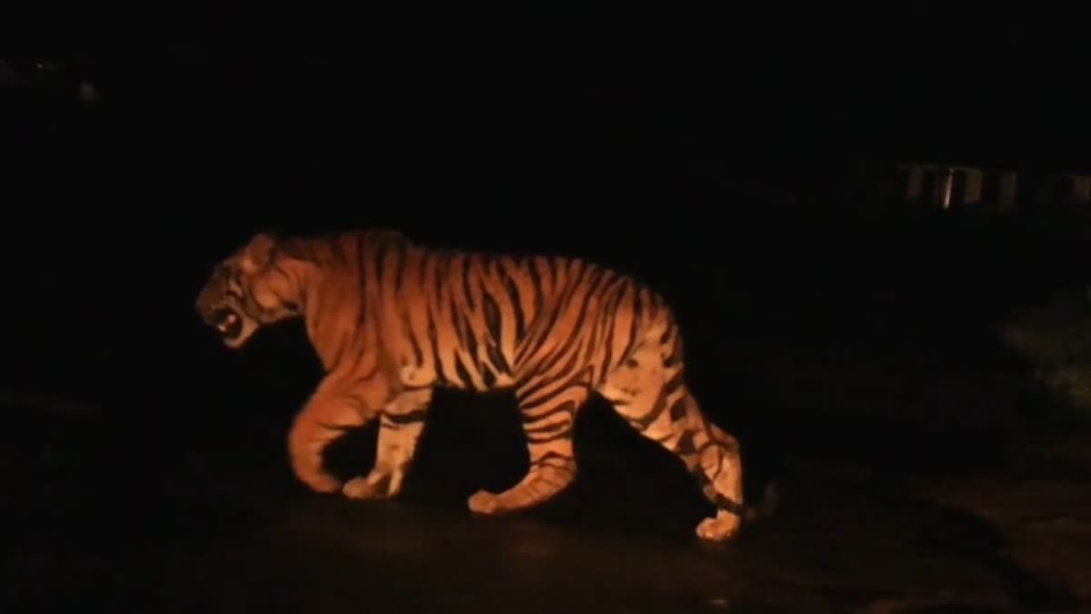 कान्हा टाइगर रिजर्व में मनाया गया बाघ संरक्षण पखवाड़ा, वन्यजीवों के प्रति लोगों को किया गया जागरूक