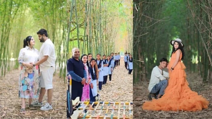 दिल्ली की सरकारी नौकरी छोड़ शुरू की बांस की खेती; नीमच के किसान का खेत बना कमाई का जरिया