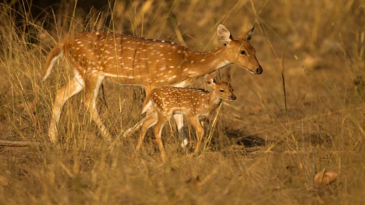 चीतल को केला खिलाना पड़ा महंगा; वीडियो वायरल होने के बाद वन विभाग ने युवक को किया गिरफ्तार