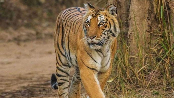 सरभंगा जंगल में बाघ की हत्या; शव से गायब मिले नाखून और हड्डियां, तस्करी के बड़े नेटवर्क का शक
