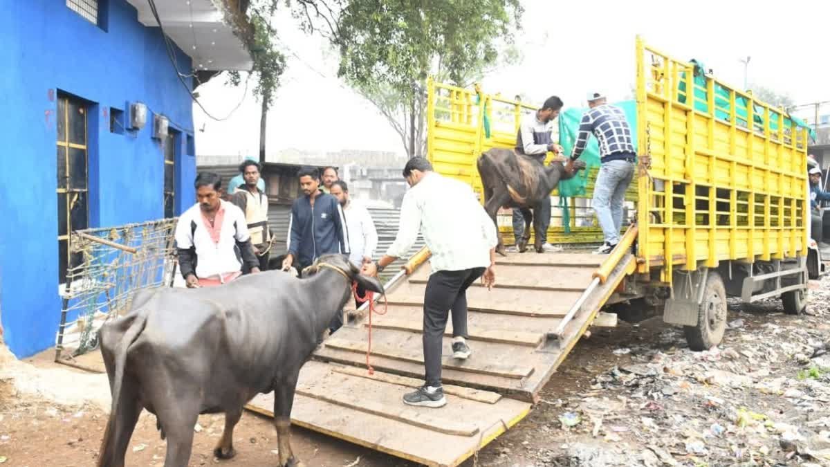 नहीं माने डेयरी संचालक तो जब्त होंगे मवेशी, सील होंगे परिसर; कलेक्टर के कड़े निर्देश