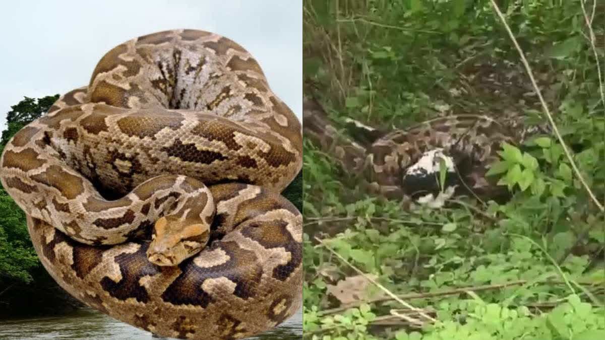 खंडवा में बकरी के बच्चे को जिंदा निगल गया विशालकाय अजगर, रोंगटे खड़े कर देने वाला वीडियो वायरल