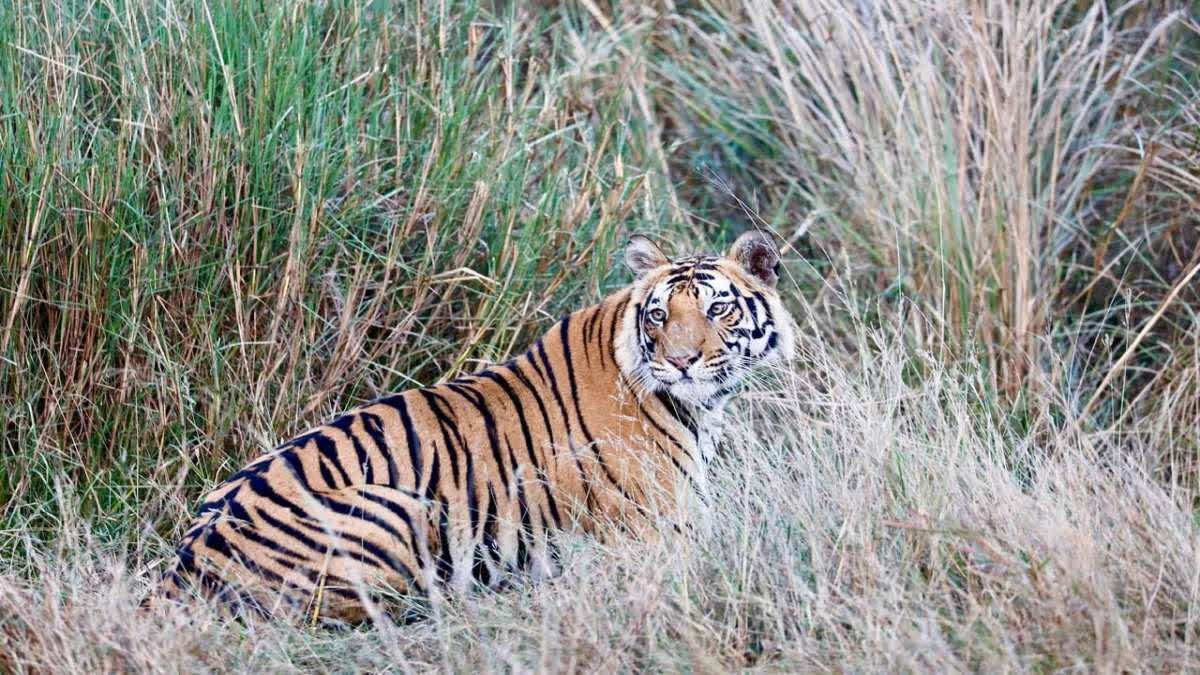मानसून के चलते कोर जोन में पर्यटन बंद; 900 सुरक्षाकर्मियों और हाथियों के साथ शुरू हुई स्पेशल पेट्रोलिंग
