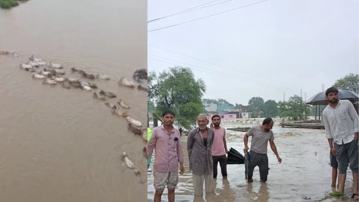 उफनती नर्मदा में गोवंश को हांकने का वीडियो वायरल; पशु क्रूरता पर भड़के लोग, कार्रवाई की मांग