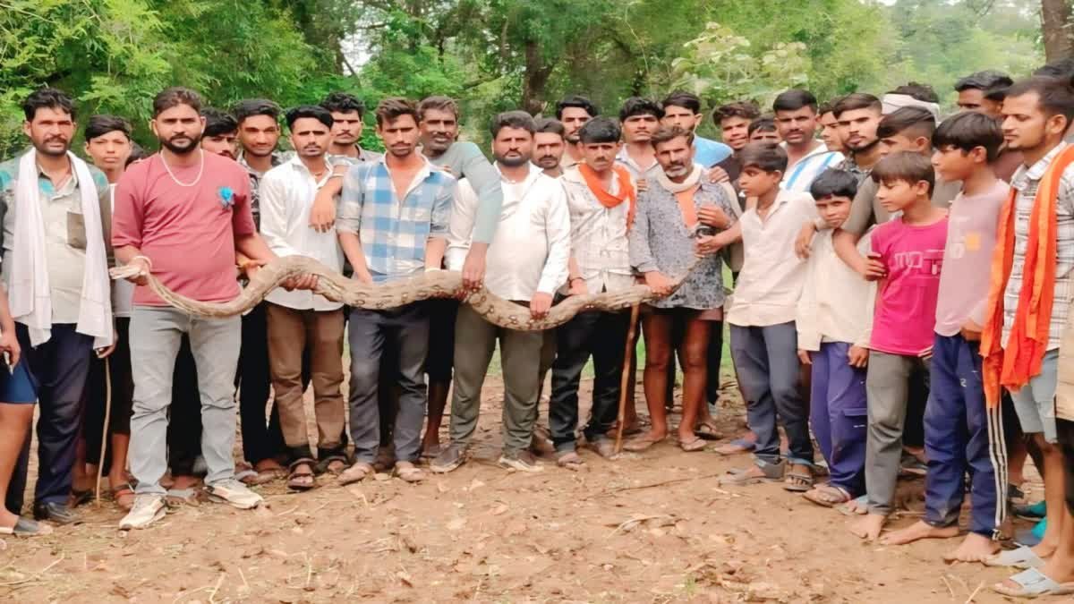 छतरपुर के गांव में घुसा 15 फीट लंबा विशालकाय अजगर; 2 घंटे तक मची अफरा-तफरी, रेस्क्यू के बाद छोड़ा जंगल में