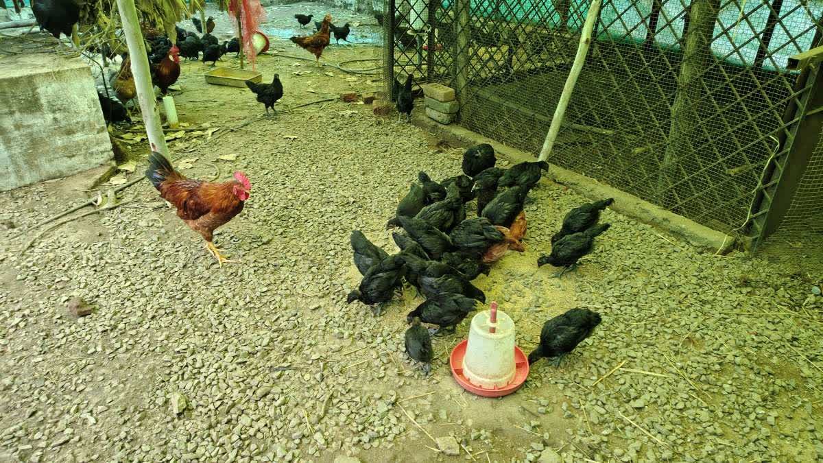 जबलपुर यूनिवर्सिटी की तैयार 'नर्मदा निधि' नस्ल से बैकयार्ड पोल्ट्री में बंपर कमाई, जानें खासियत