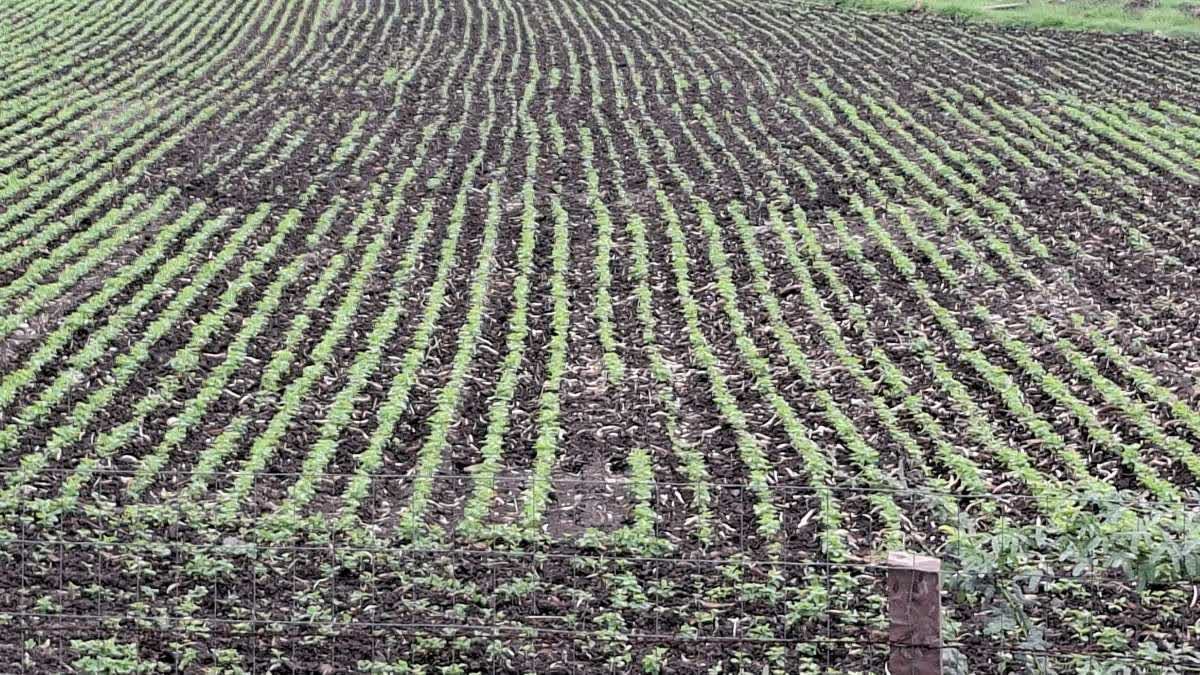 नीमच में बुवाई के बाद थमी बारिश, मुरझाने लगीं सोयाबीन और प्याज की फसलें; किसान स्प्रिंकलर के सहारे