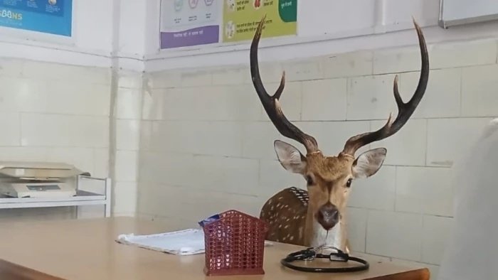कुत्तों के डर से अस्पताल में घुसा चीतल! डॉक्टर के रूम में मची अफरा-तफरी; वन विभाग ने किया रेस्क्यू