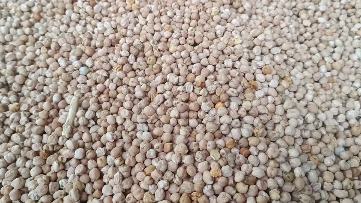 ₹13 हजार से सीधे ₹9 हजार पर आए डॉलर चने के भाव! जानिए क्यों घाटे में हैं मालवा-निमाड़ के किसान