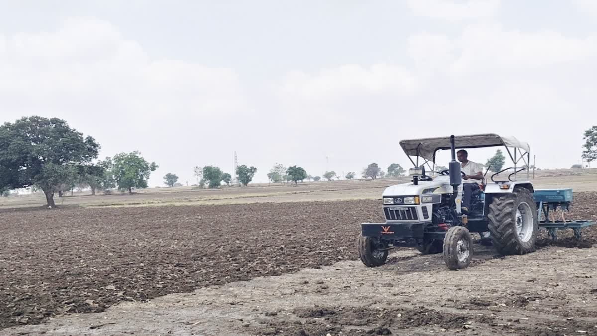 मालवा में सोयाबीन से बढ़ा किसानों का मोहभंग; मक्का और कपास की ओर बढ़ा रुझान, जानें कारण
