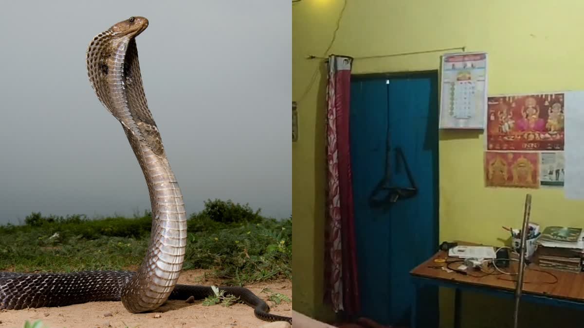 घर की कुंडी पर लिपटा था जहरीला कोबरा; स्नैक कैचर की मदद से मिली परिवार को राहत