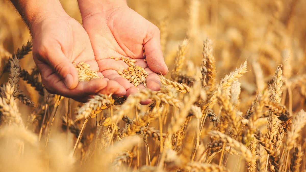 सरकारी गोदामों तक पहुँचने से पहले ही गायब हुआ 86 हजार क्विंटल गेहूं; 23 करोड़ का बड़ा घोटाला