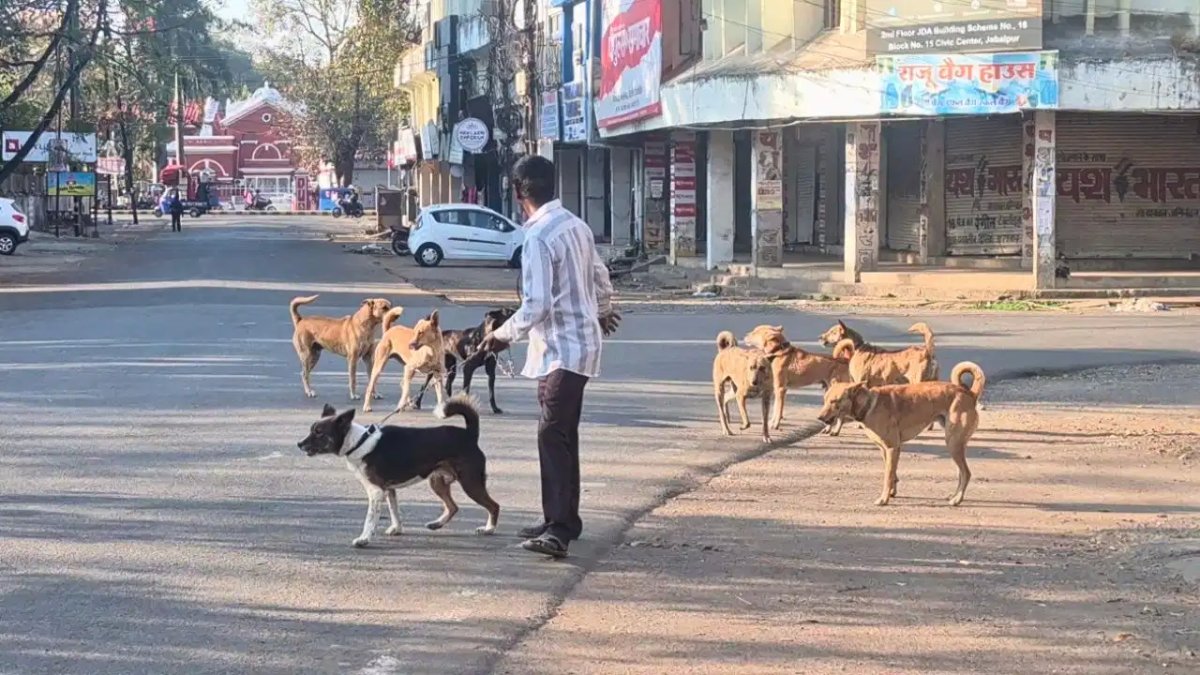 जबलपुर के इन इलाकों में कुत्तों का सबसे ज्यादा खौफ; निगम ने बढ़ाई पिंजरों की संख्या, जानें क्या है नई योजना